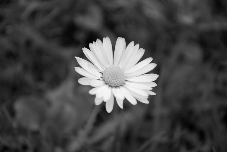 daisy-2.jpg
